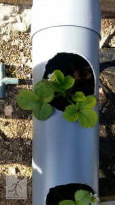 Fresón plantado en los tubos.